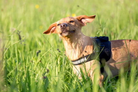 Fotograf Düren - Tiershooting Fotograf Düren - Tierportrait