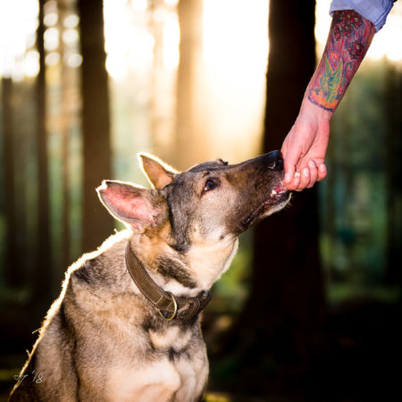 Tierportrait in Leverkusen Tiershooting Fotoshooting Leverkusen LS-Photographie Fotograf Dueren Lehmann
