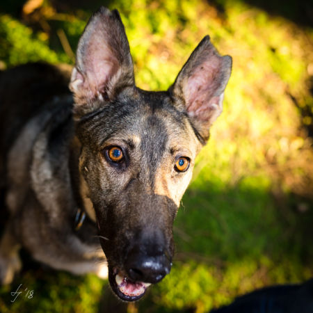 Tierportrait in Leverkusen Tiershooting Fotoshooting Leverkusen LS-Photographie Fotograf Dueren Lehmann